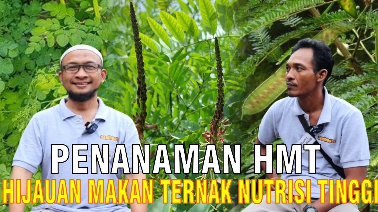 
                                 Penanaman-Hijauan-Makanan-Ternak-Sapi-Sumatera-Selatan